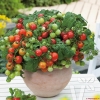 hạt giống CÀ CHUA cherry LÙN KIỂNG chịu nhiệt dễ trồng nhiều quả - anh 1
