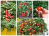 hạt giống CÀ CHUA cherry LÙN KIỂNG chịu nhiệt dễ trồng nhiều quả - anh 3