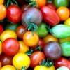 hạt giống CÀ CHUA CẦU VỒNG nhiều màu dễ trồng - anh 4