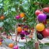 hạt giống CÀ CHUA CẦU VỒNG nhiều màu dễ trồng - anh 5