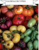 hạt giống CÀ CHUA CẦU VỒNG nhiều màu dễ trồng - anh 6