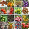 hạt giống CÀ CHUA CẦU VỒNG nhiều màu dễ trồng - anh 7