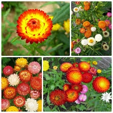Hoa CÚC BẤT TỬ nhiều màu dễ trồng