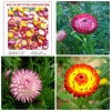 Hoa CÚC BẤT TỬ nhiều màu dễ trồng - anh 2