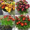 Hoa CÚC BẤT TỬ nhiều màu dễ trồng - anh 3