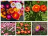 Hoa CÚC BẤT TỬ nhiều màu dễ trồng - anh 4