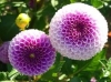 hạt giống hoa THƯỢC DƯỢC KÉP ( THƯỢC DƯỢC TỔ ONG) nhiều màu, dễ trồng - anh 2