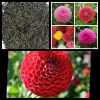 hạt giống hoa THƯỢC DƯỢC KÉP ( THƯỢC DƯỢC TỔ ONG) nhiều màu, dễ trồng - anh 3