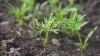 hạt giống hoa TUYẾT CẦN CẢNH nhiều màu Daucus carota daras seeds (Hoa cà rốt dại) dễ trồng - anh 5