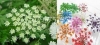 hạt giống hoa TUYẾT CẦN CẢNH nhiều màu Daucus carota daras seeds (Hoa cà rốt dại) dễ trồng - anh 6