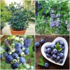 VIỆT QUẤT Blueberry - anh 1