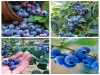 VIỆT QUẤT Blueberry - anh 2