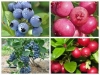 VIỆT QUẤT Blueberry - anh 5