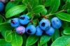VIỆT QUẤT Blueberry - anh 6