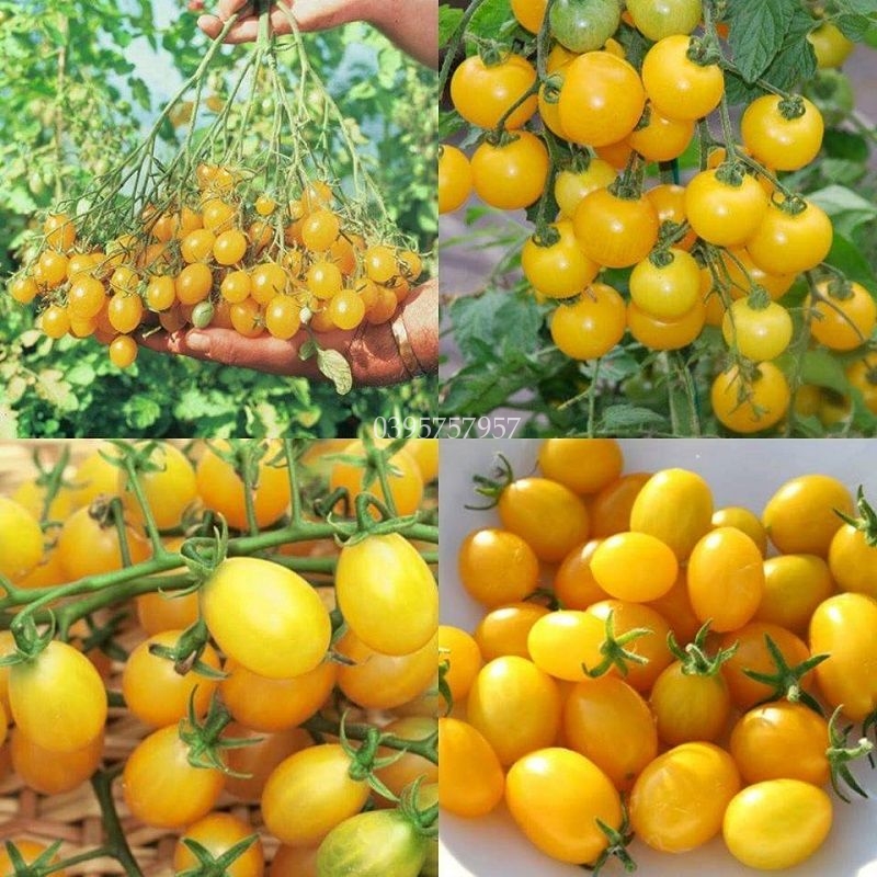hạt giống CÀ CHUA HOÀNG KIM ( cà chua bi vàng) siêu quả dễ trồng