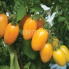 hạt giống CÀ CHUA HOÀNG KIM ( cà chua bi vàng) siêu quả dễ trồng - anh 3