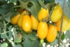 hạt giống CÀ CHUA HOÀNG KIM ( cà chua bi vàng) siêu quả dễ trồng - anh 4