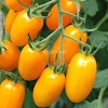 hạt giống CÀ CHUA HOÀNG KIM ( cà chua bi vàng) siêu quả dễ trồng - anh 5