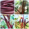 hạt giống cây ĐẬU BẮP TÍM/ ĐẬU BẮP ĐỎ siêu quả, chịu nhiệt dễ trồng - anh 7